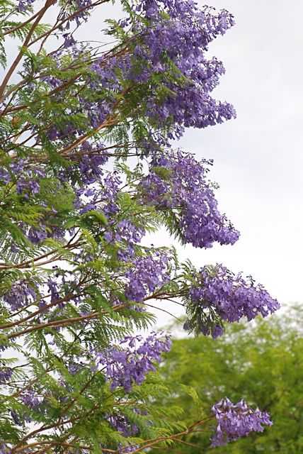 jacarunda jacarunda
