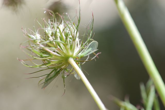 lacewing-hide