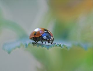 lady-beetle