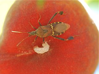 leaffooted-bug
