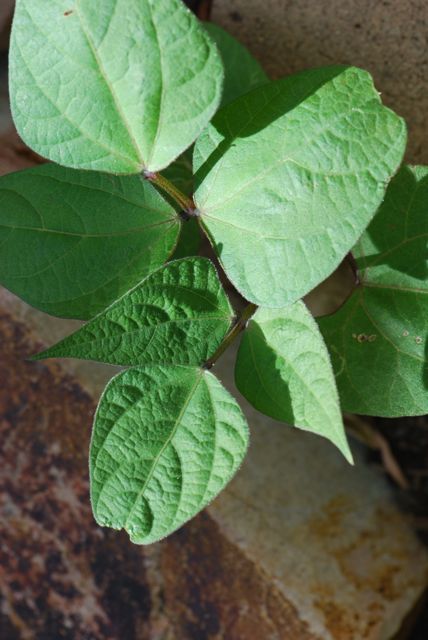 purple-bean