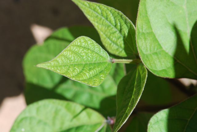 purple-bean2