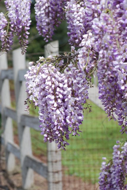 wisteria