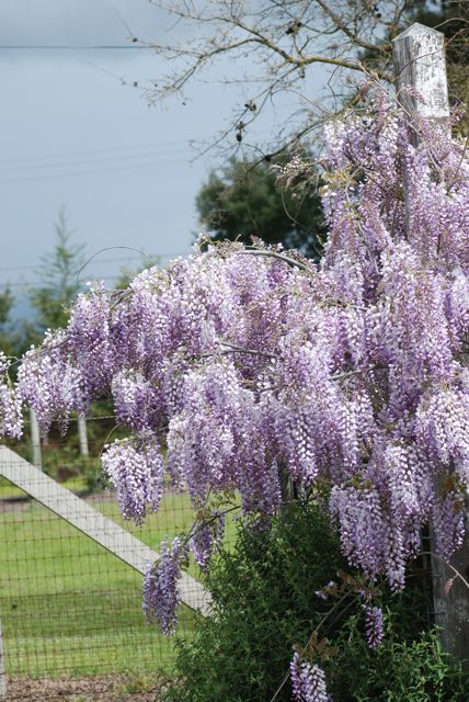 wisteria1