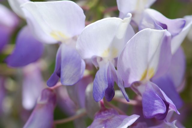 wisteria3
