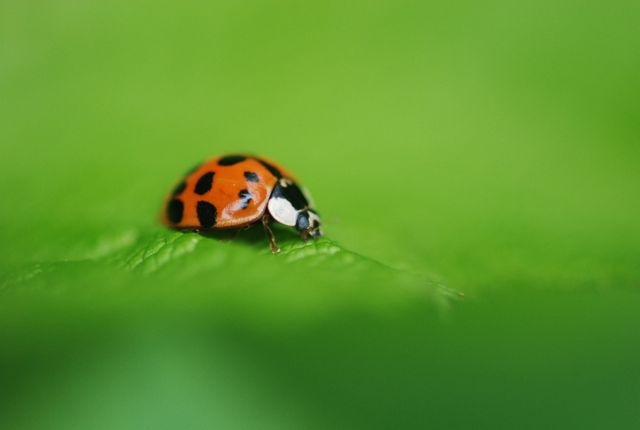 asian-multi-ladybug
