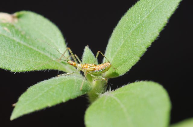 assassin-bug