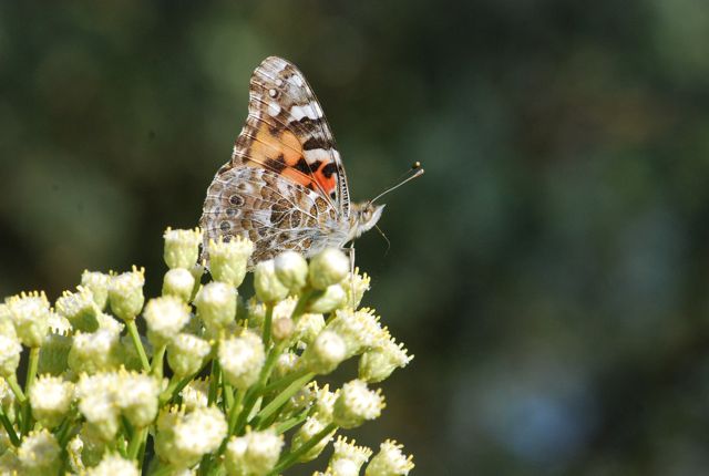 butterfly