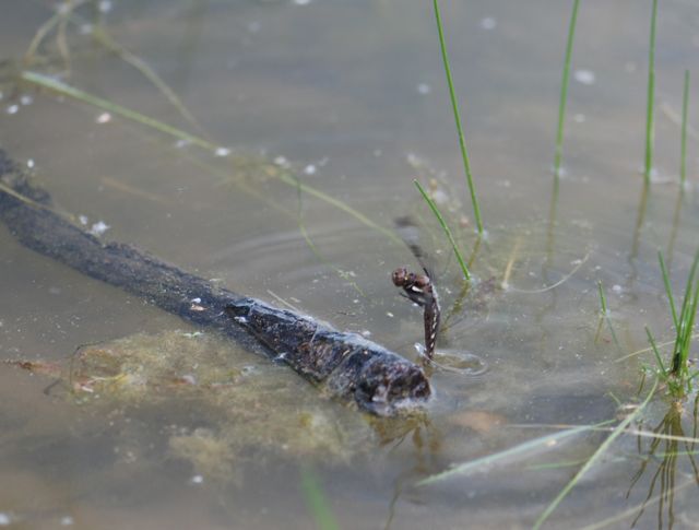 dragonfly-laying-2