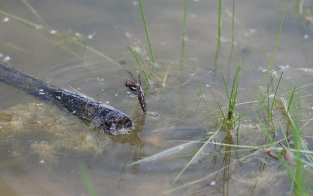 dragonfly-laying