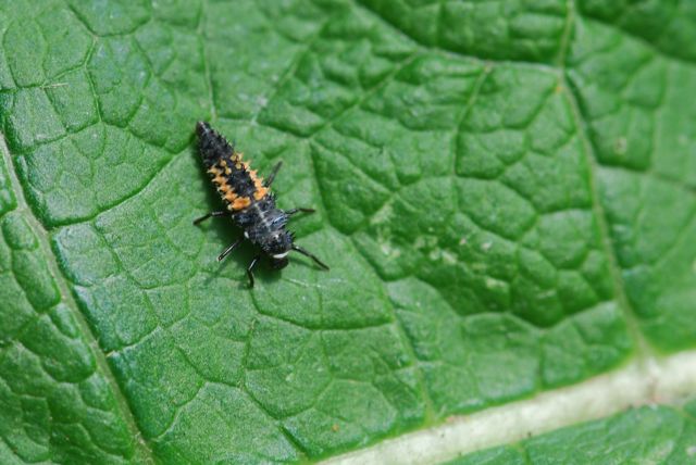lady-beetle-larva1