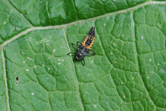 lady-beetle-larva2