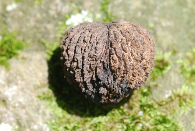 mystery-seed-26