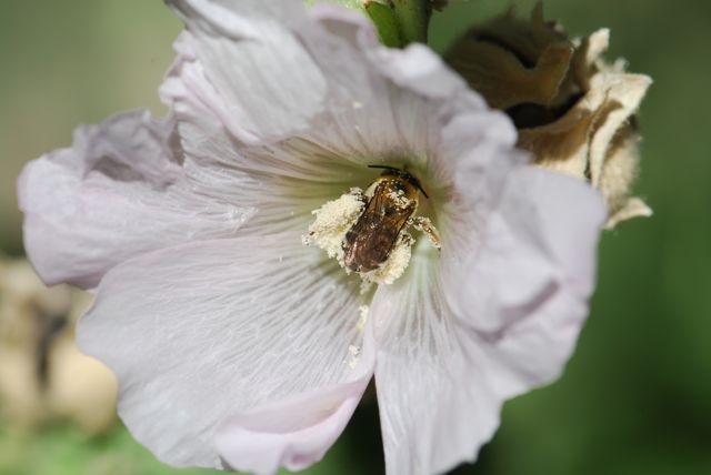 pollen-bee