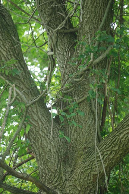 walnut-bark