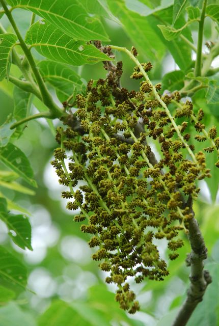 walnut-flowers