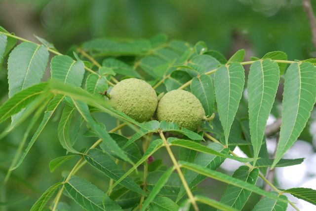 walnut-in-husk