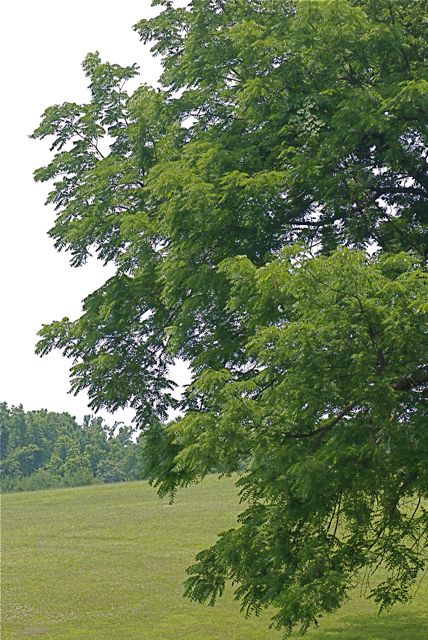 walnut tree