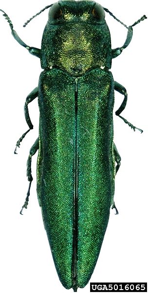 ash-tree-borer