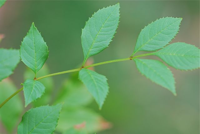 ash-tree-leaf-1