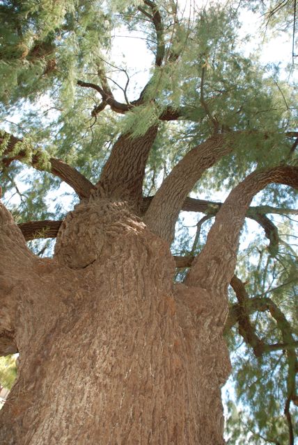 festival-tree-cedar