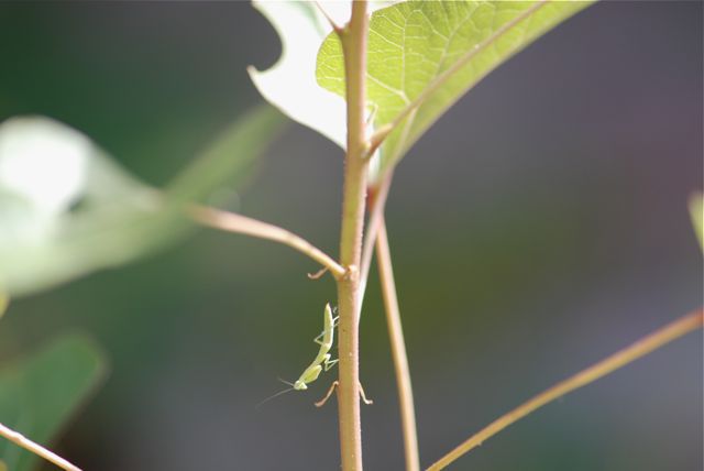 mantis-1 mantis-1