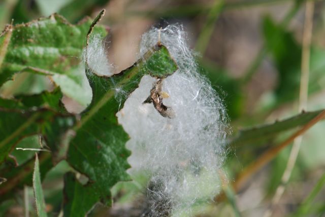 mystery seed 29-2