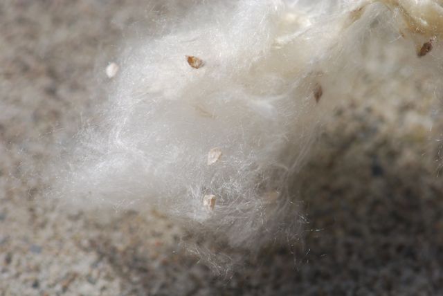 mystery seed 29
