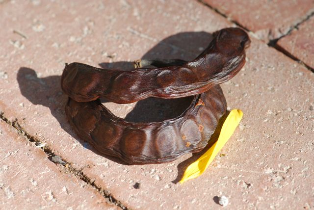 mystery-seed-30 mystery-seed-30