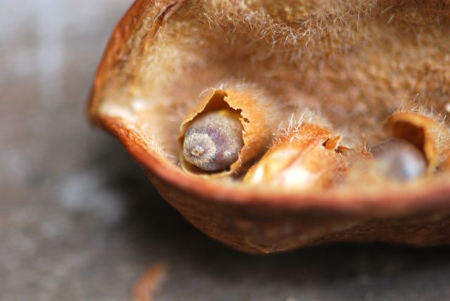 mystery-seed-32-2