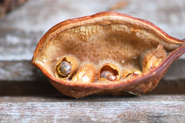 mystery-seed-32
