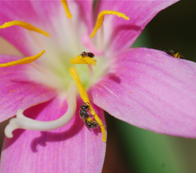 rain-lily-bee2