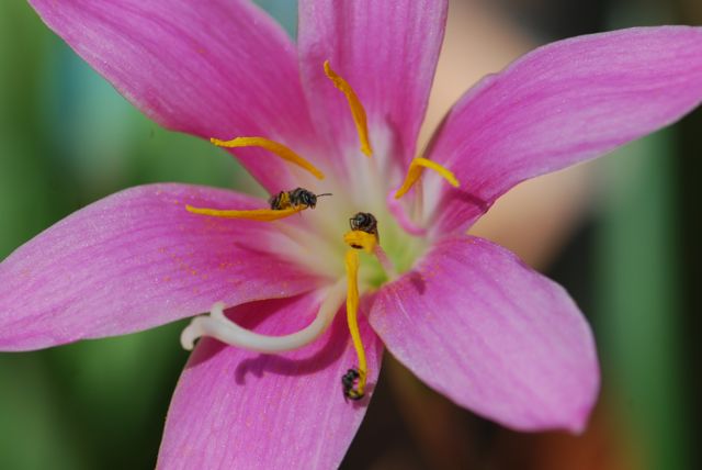 rain-lily-bees
