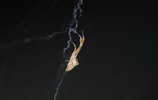 spider2