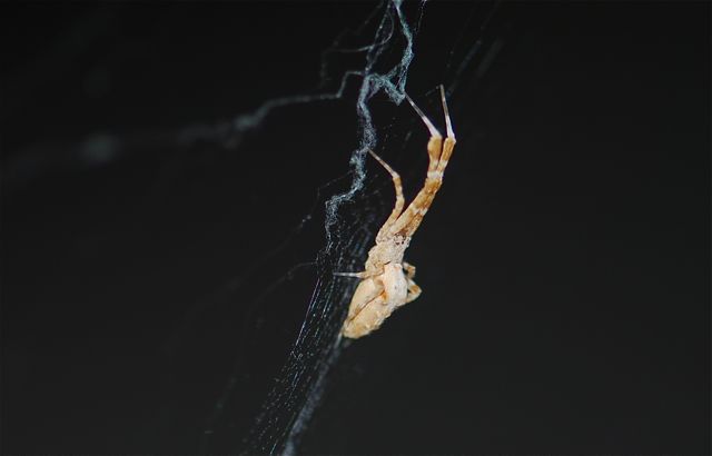 spider3