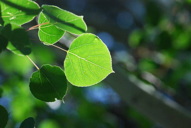 fall leaf  identification