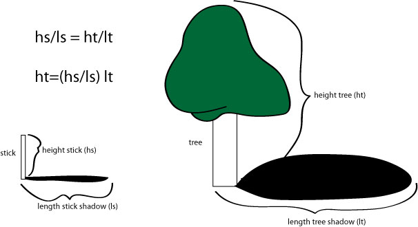 tree-height2