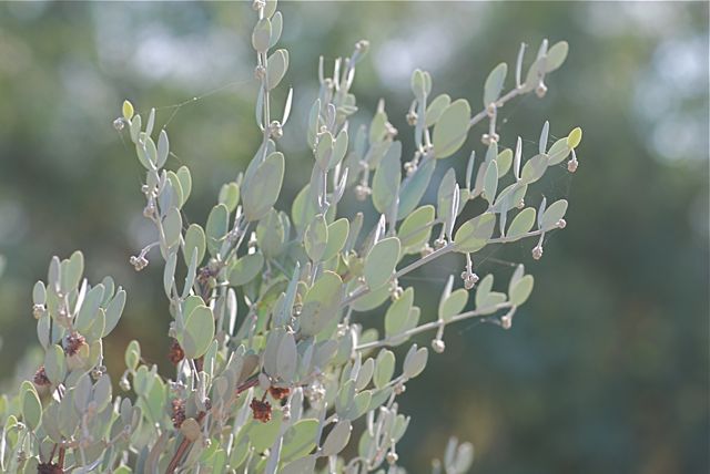 jojoba-branches