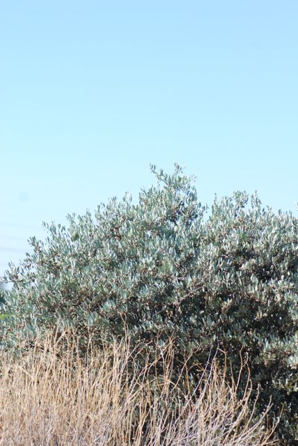 jojoba-bush