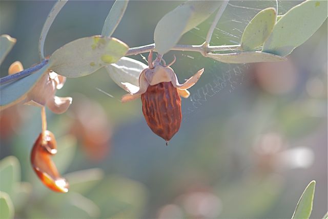 jojoba-fruit