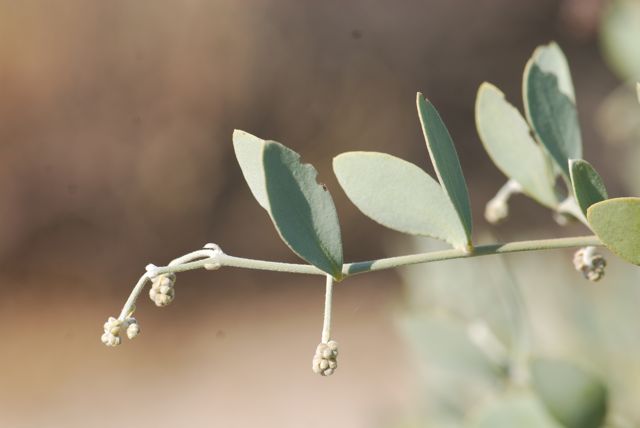 jojoba-leaves-better