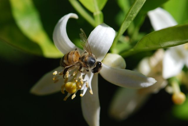 lemon-bee lemon-bee
