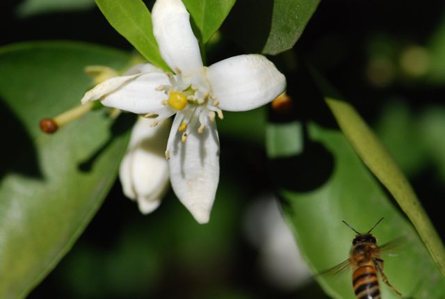 lemon-flower-bee-flying lemon-flower-bee-flying