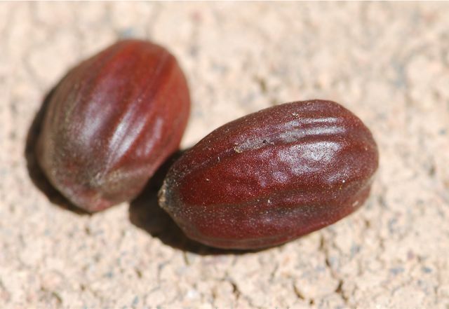 mystery-seed-36-2