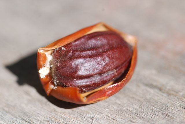 mystery-seed-36