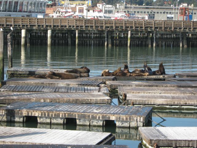 sea-lions sea-lions