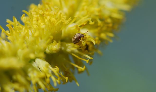 seed-beetle-2 seed-beetle-2