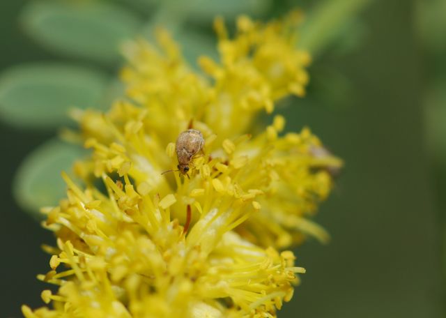 seed-beetle seed-beetle