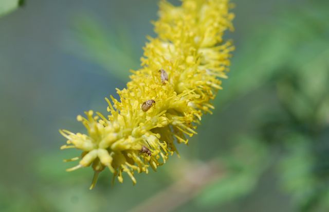 seed-beetles-on-screwbean-mesquite seed-beetles-on-screwbean-mesquite