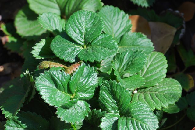 strawberry-plant-good